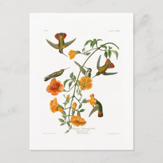 Carte Postale Mangrove Humming Bird Audubon Birds of America