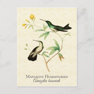 Carte Postale Mangrove Hummingbird Art Vintage
