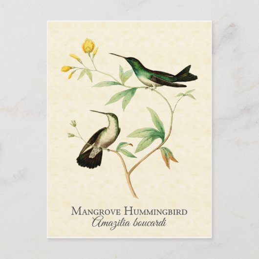 Carte Postale Mangrove Hummingbird Art Vintage (Devant)