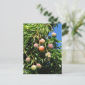 Carte Postale Mangues hawaïennes (Debout devant)