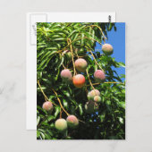 Carte Postale Mangues hawaïennes (Devant / Derrière)