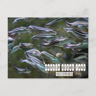 Carte Postale Manille Ocean Park