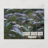 Carte Postale Manille Ocean Park (Devant)