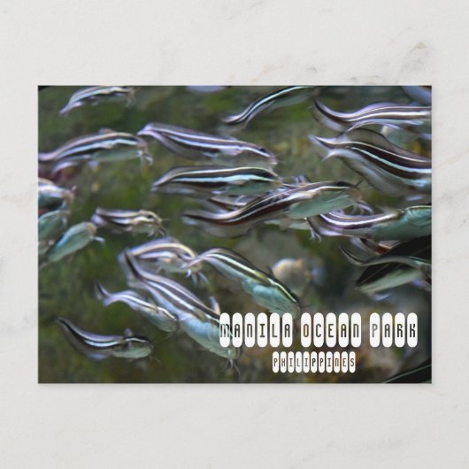 Carte Postale Manille Ocean Park (Devant)