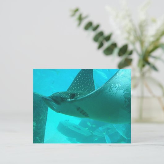 Carte postale Manta Ray (Debout devant)