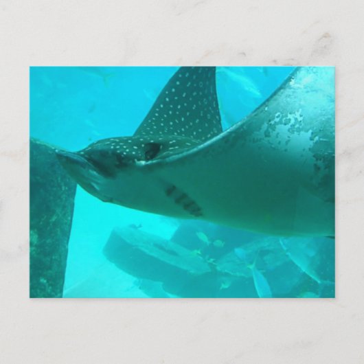 Carte postale Manta Ray (Devant)