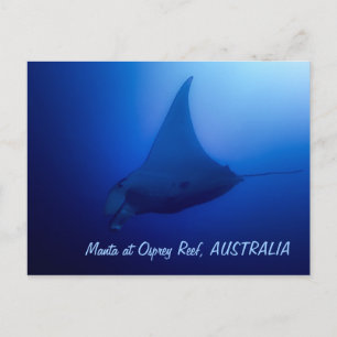 Carte postale Manta Ray