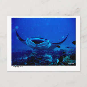 Carte Postale manta ray postcard - 01