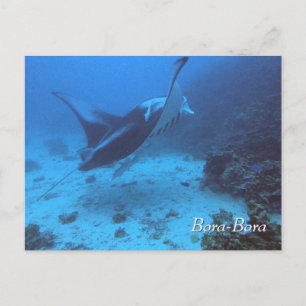 Carte Postale Manta Ray Rencounter Plongée à Bora Bora