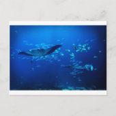 Carte Postale Manta Rays (Devant)