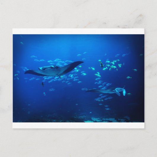 Carte Postale Manta Rays (Devant)