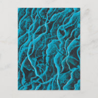 Manta Rays Ocean Fish Animaux Vagues Blue Black Ar