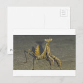 Carte Postale Mante (Devant / Derrière)