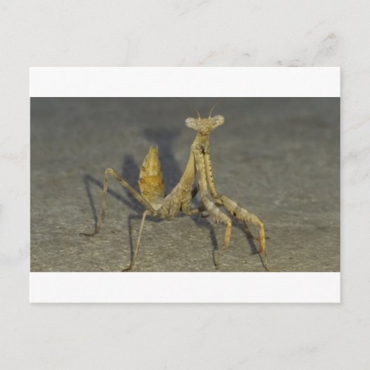 Carte Postale Mante (Devant)