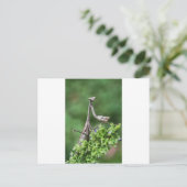 Carte Postale mante (Debout devant)