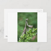 Carte Postale mante (Devant / Derrière)