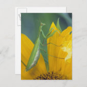 Carte Postale Mante de prière (Devant / Derrière)