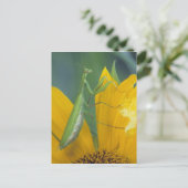 Carte Postale Mante de prière (Debout devant)