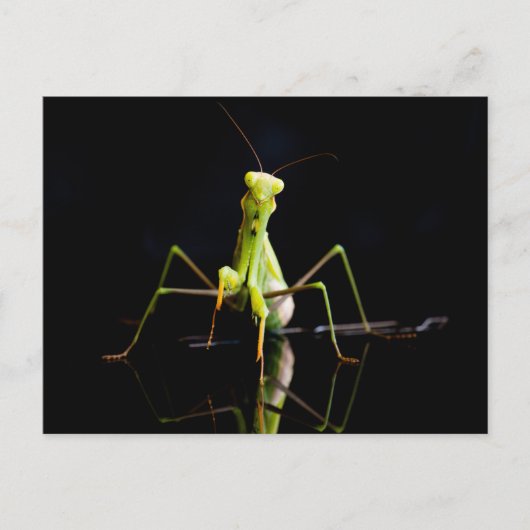 Carte Postale Mante priante (Devant)