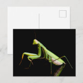 Carte Postale Mante priante (Devant / Derrière)