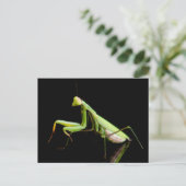 Carte Postale Mante religieuse (Debout devant)