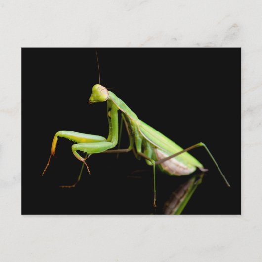Carte Postale Mante religieuse (Devant)