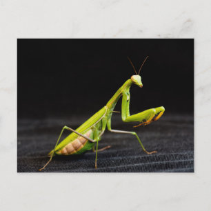 Carte Postale Mante religieuse