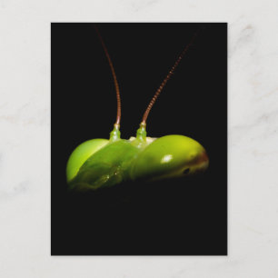 Carte Postale Mante religieuse