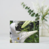 Carte Postale Mante religieuse sur une fleur (Debout devant)