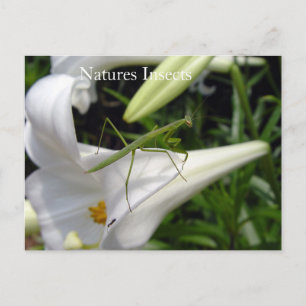 Carte Postale Mante religieuse sur une fleur