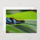 Carte Postale Mantella à dos vert (Devant / Derrière)