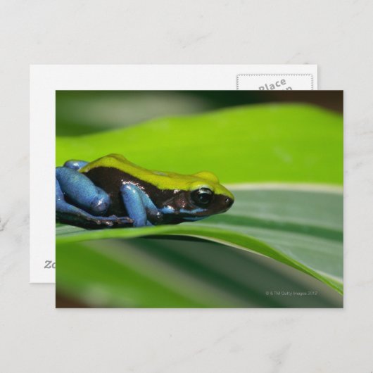 Carte Postale Mantella à dos vert (Devant / Derrière)