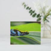 Carte Postale Mantella à dos vert (Debout devant)