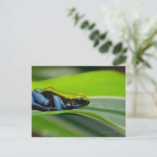 Carte Postale Mantella à dos vert (Debout devant)