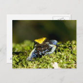 Carte Postale Mantella à oreilles noires, Mantella expectata, 2 (Devant / Derrière)