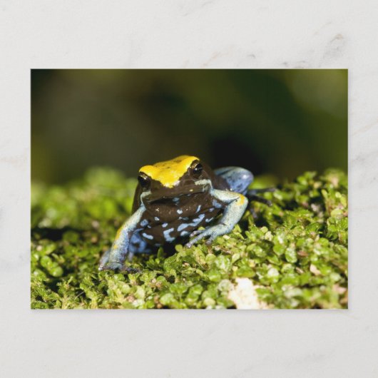 Carte Postale Mantella à oreilles noires, Mantella expectata, 2 (Devant)