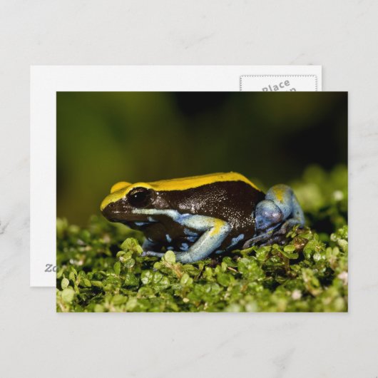 Carte Postale Mantella, Mantella expectata, (Devant / Derrière)