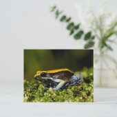 Carte Postale Mantelle à oreilles noires, Mantella expectata, (Debout devant)