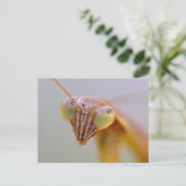 Carte Postale Mantes religieuses (Debout devant)
