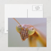Carte Postale Mantes religieuses (Devant / Derrière)
