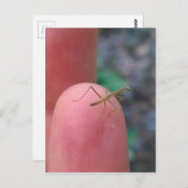 Carte Postale Mantis de prière pour bébé sur doigt (Devant / Derrière)