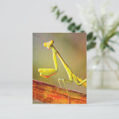 Carte Postale Mantis du Connecticut (Debout devant)
