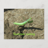 Carte postale - Mantis en prière (Devant)