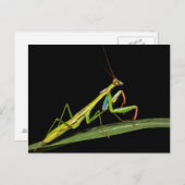 Carte Postale Mantis, Odzala, Parc national de Kokoua (Devant / Derrière)