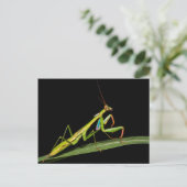 Carte Postale Mantis, Odzala, Parc national de Kokoua (Debout devant)