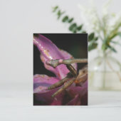 Carte postale Mantis Pink (Debout devant)