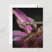 Carte postale Mantis Pink (Devant / Derrière)