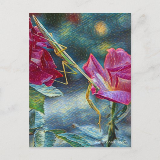 Carte Postale Mantis:Postcard (Devant)