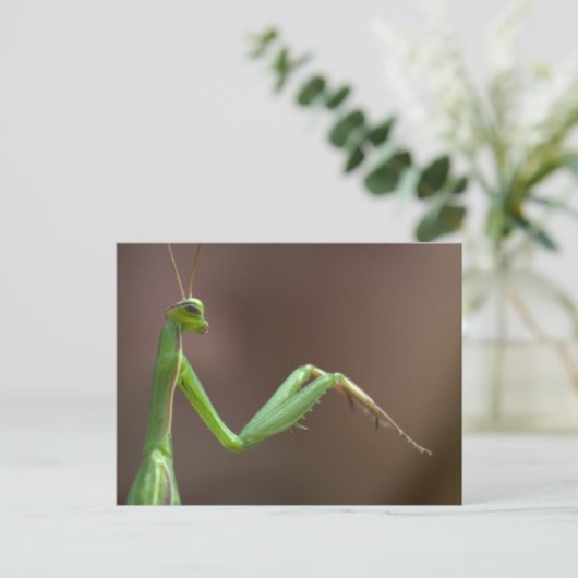 Carte Postale Mantis religiosa (Debout devant)