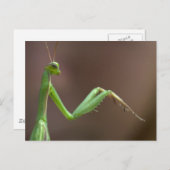 Carte Postale Mantis religiosa (Devant / Derrière)